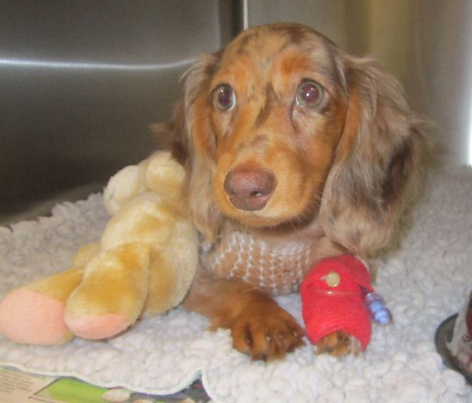 post operative pda surgery